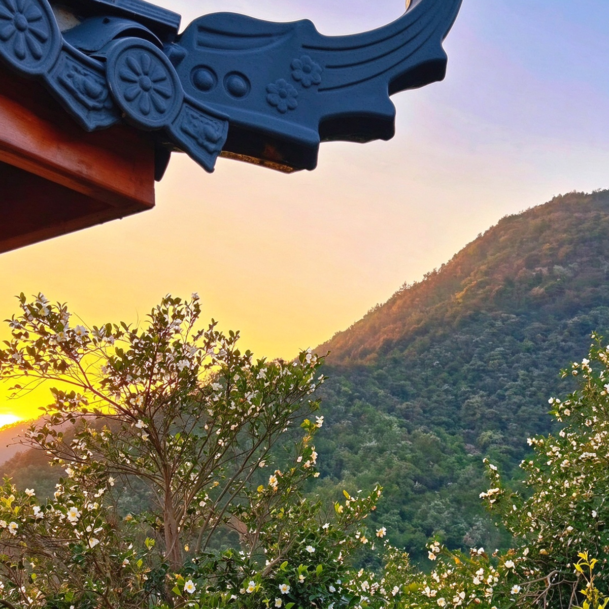 茶油文化